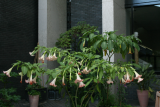 Brugmansia suaveolens 'Pink Beauty' RCP7-08 326.jpg